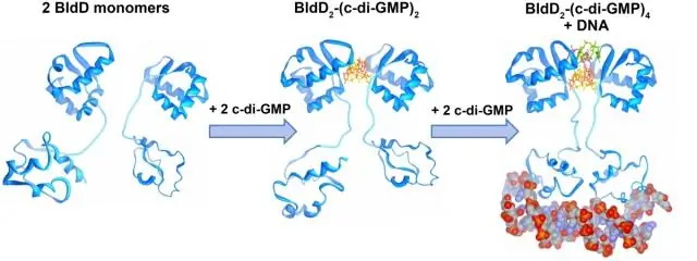 Бактерии: идентифицирован третий РНК-связывающий белок