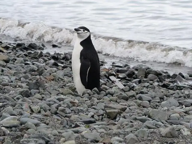 Как животные чувствуют скорость изменения температуры