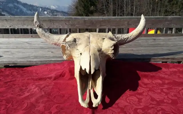 Команда извлекла «самый полный скелет мичиганского мастодонта за многие десятилетия» с сайта большого пальца