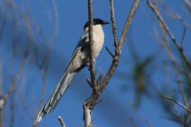 Лазурнокрылые сороки проявляют человеческую щедрость: просоциальное поведение из-за совместного размножения