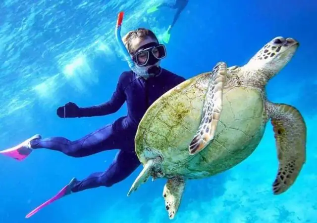 Огромный углеродный остаток океанской жизни