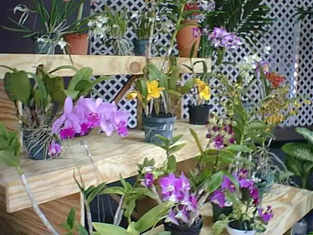 Засухоустойчивые виды процветают, несмотря на возвращающиеся дожди в Сахеле