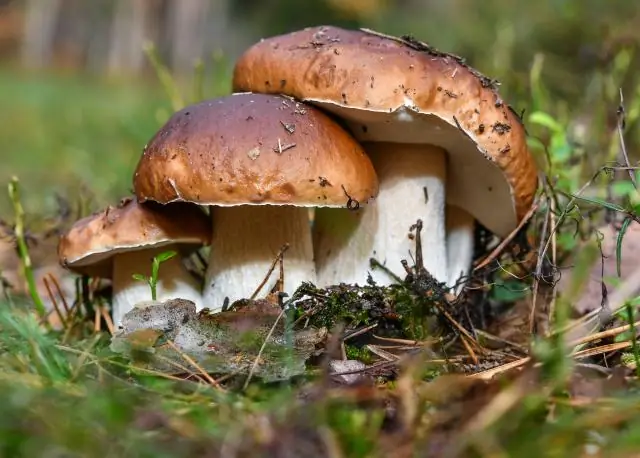 Как растения дружат с грибами