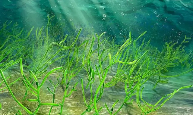 Открытие сигнального механизма накопления углерода в водорослях открывает новые возможности для устойчивого производства биотоплива