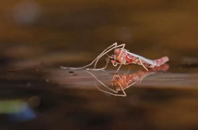 Тени показывают, как насекомые ходят по воде