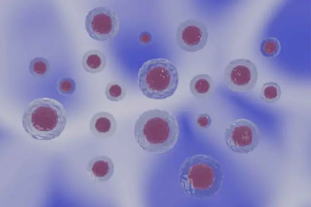 Как клетки организуют рост своих структурных нитей