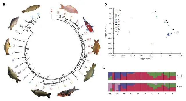 Геном африканской когтистой лягушки содержит два полных набора хромосом от двух двух вымерших предков