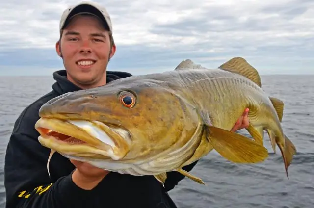 Потомки жирной рыбы на глубоких рифах помогают удерживать на плаву мелководные популяции