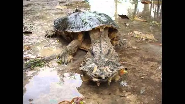 У амазонской лягушки есть собственный репеллент от муравьев: химические вещества, присутствующие на коже, позволяют крошечной лягушке беспрепятственно жить и размножаться среди муравьев-листорезов