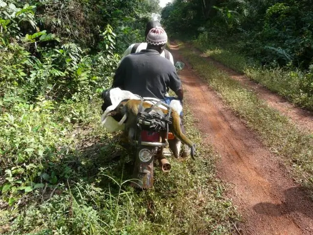 Охота на диких животных угрожает популяциям млекопитающих и экосистемам, создает угрозу продовольственной безопасности