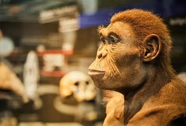 Ранняя ископаемая рыба из Китая показывает, откуда появились наши челюсти