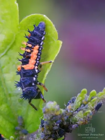 Охота за добычей: коллективный поиск или подход одиночки? Ученые создали модель, позволяющую определить, когда коллективный поиск является действенной стратегией сотрудничества