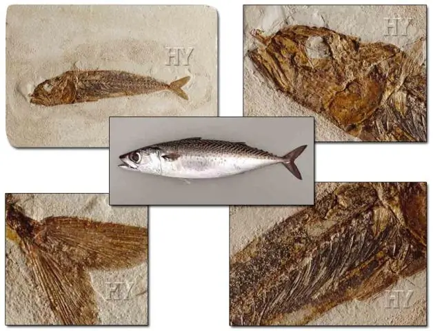 Самые ранние свидетельства праворукости в летописи окаменелостей: исчерченность зубов ископаемого Homo habilis датируется 1,8 миллиона лет назад