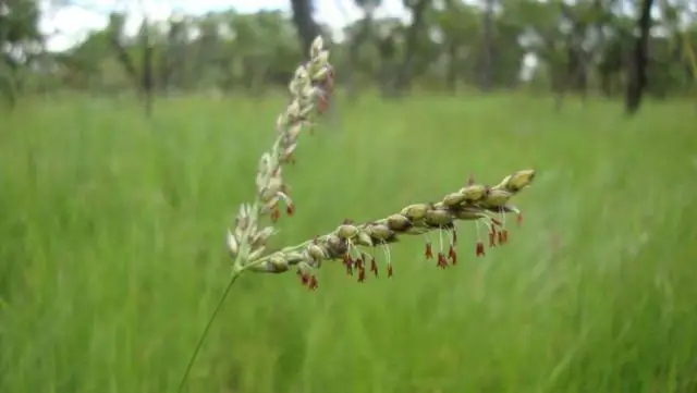 Новое эволюционное открытие: виды выбирают разные генетические пути для достижения одного и того же признака