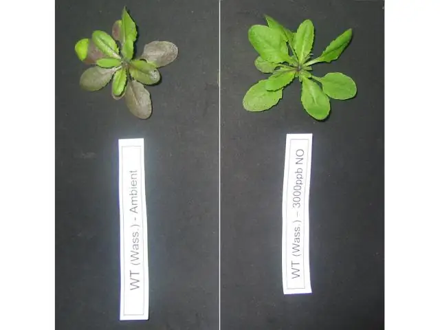 Ученые показали, как растения включают и выключают «выключатель света»