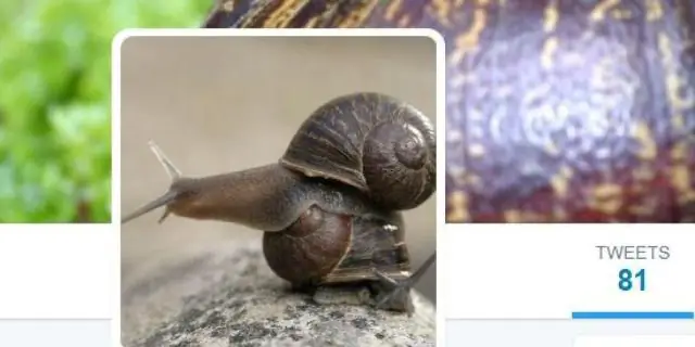 Одинокая улитка-левша ищет себе пару ради любви и генетического исследования