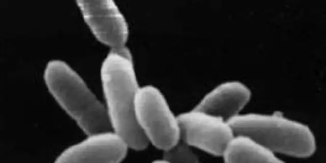 «Разведение» бактерий для ускорения их роста в океанах