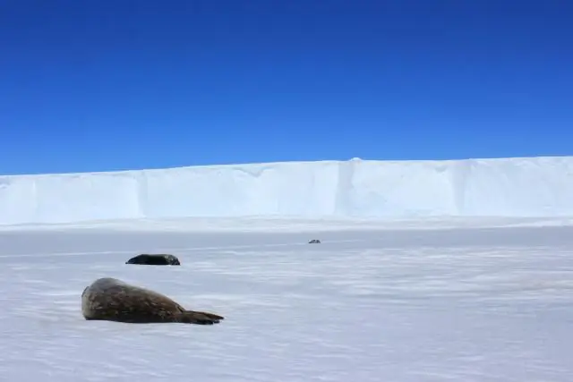 Искусственный шум может влиять на то, как животные используют информацию из запахов