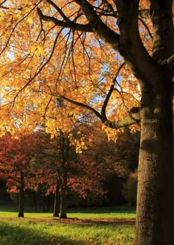 Ген осенних красок