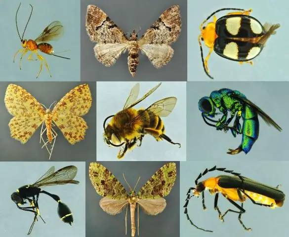 Новый метод оценки биоразнообразия на основе древесного покрова