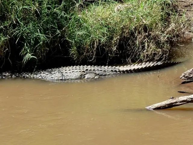 Пойманы «вздремнуть»: первое прямое свидетельство того, что мигрирующие седые летучие мыши впадают в спячку
