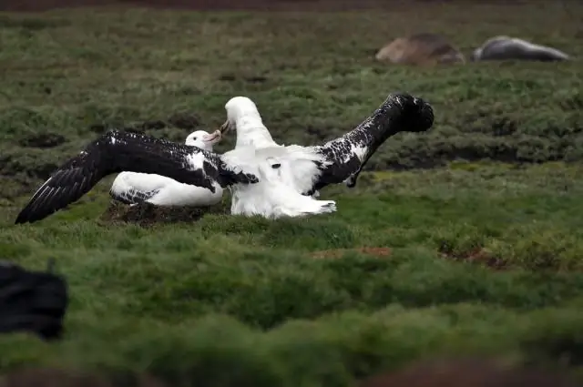 Редкое окно в жизнь молодых альбатросов