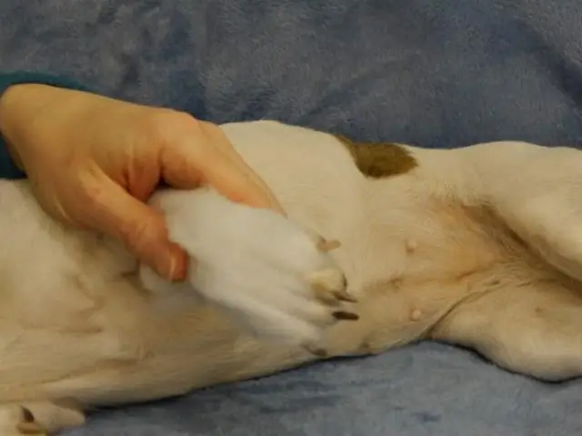 Лапы без когтей? Последствия возвращения хищников в европейские антропогенные ландшафты