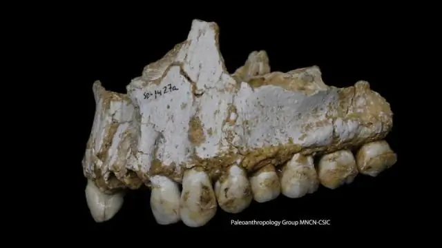 Неандертальцы в холодных степях тоже питались растениями