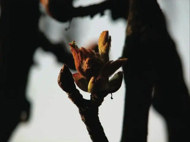 Растения-мутанты обнаруживают датчик температуры: открытие может позволить ученым создать сорта сельскохозяйственных культур, более подходящие для глобального потепления