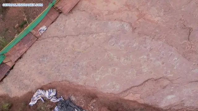 Окаменелая ткань мозга динозавра обнаружена впервые