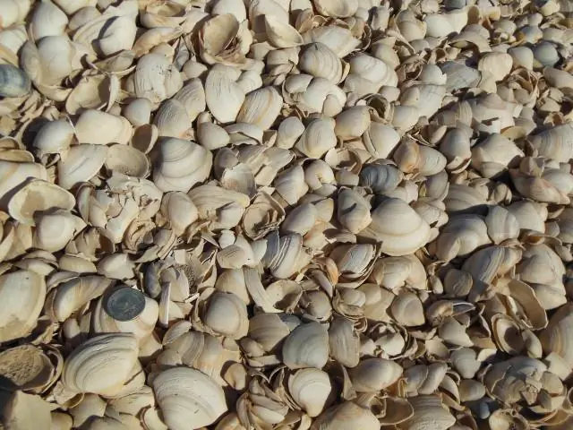 Мертвые моллюски реки Колорадо рассказывают истории о выбросах углерода