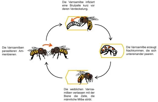 Как карликовые мотыльки начали диверсифицироваться 100 миллионов лет назад