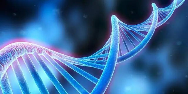 Ученые доказывают, как генетика меняет поведение, изучая стратегии поиска пищи у червей