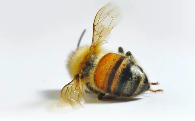 Новая угроза пчелам во всем мире