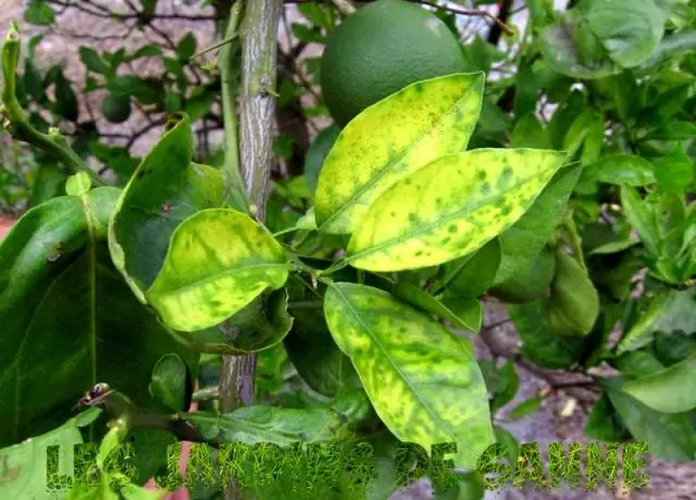 Система обработки изображений может обнаруживать позеленение цитрусовых до появления симптомов