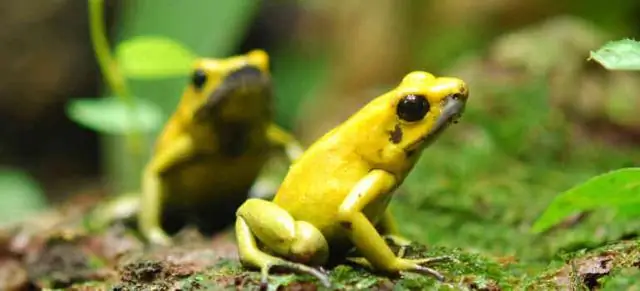 Лягушки, личинки жаб становятся вегетарианцами, когда жарко