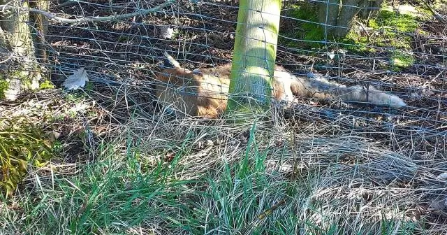 После долгой гибели из-за браконьерства бегемоты Virunga’s карабкаются обратно