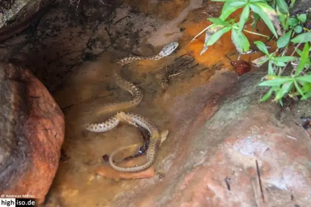 Гигантская хищная ящерица плавала в антарктических морях ближе к концу эпохи динозавров