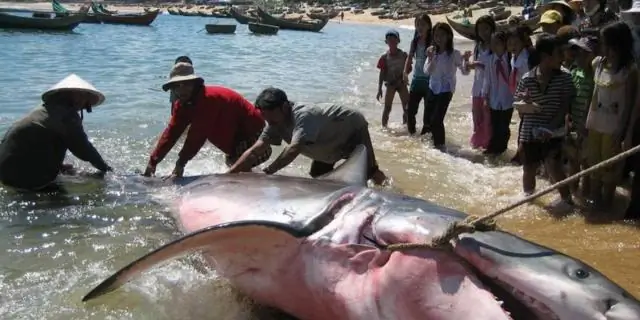 Акулы помогают предотвратить изменение климата