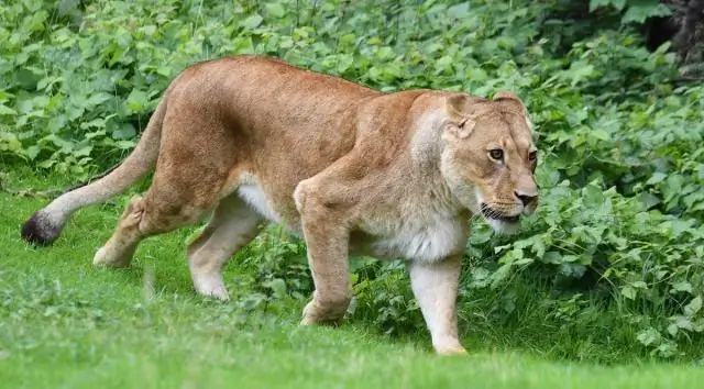 Большинство млекопитающих живут в зоопарках дольше, выяснили ученые