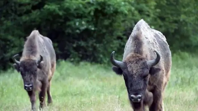 Новые исследования кораллов раскрывают геномные основы адаптации