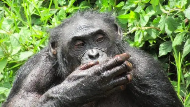 Стареющие бонобо в дикой природе тоже могут пользоваться очками для чтения