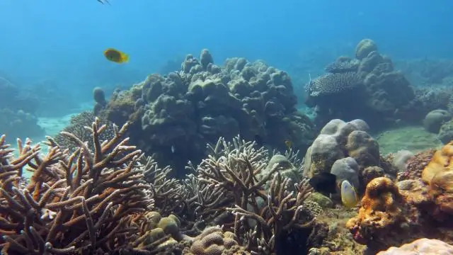 Мелкие рифы у берегов Сингапура выживают перед лицом невзгод