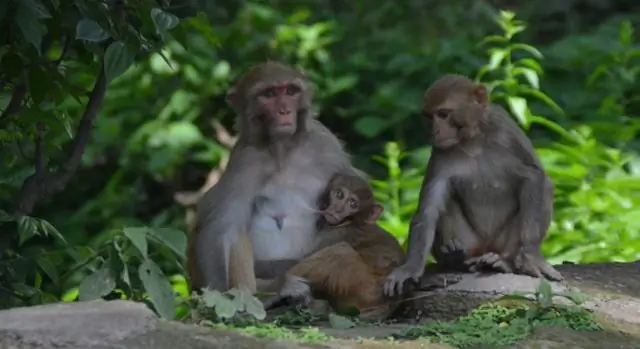 Охота на диких животных приводит к сокращению биоразнообразия в Центральной Африке