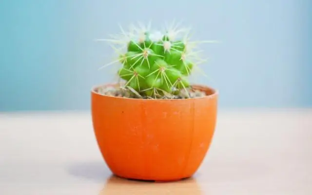 Голодные растения препятствуют росту атмосферного углекислого газа