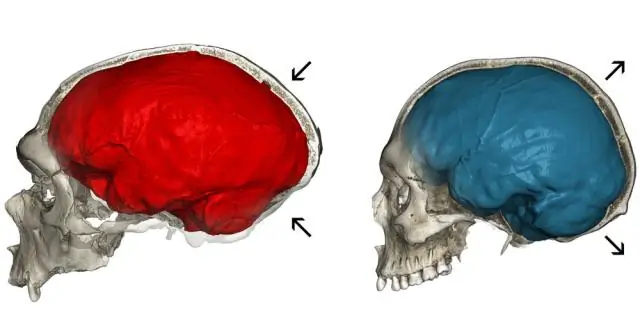 Эволюция удалила многие гены неандертальцев из генома человека
