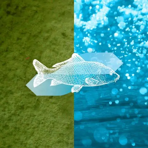 Тесты личности для рыб могут помочь увеличить скорость размножения