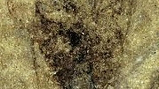 Тропический постельный клоп снова появился после 60-летнего отсутствия