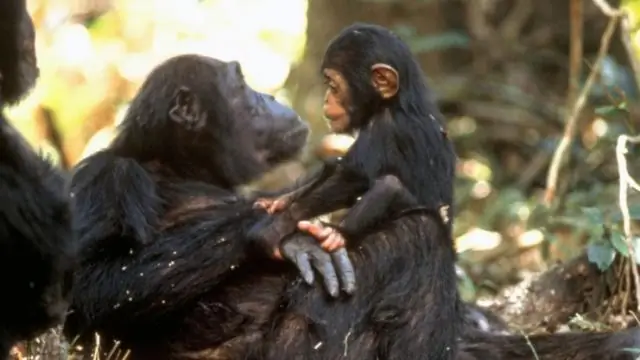 Самки шимпанзе нанимают нянь, чтобы быстрее отучить детенышей