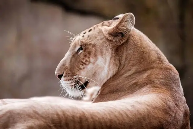 Самцы шимпанзе могут быть игроками и хорошими отцами